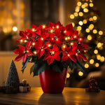 Weihnachtsstern Rubin Strahlend