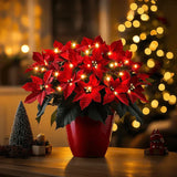 Weihnachtsstern Rubin Strahlend