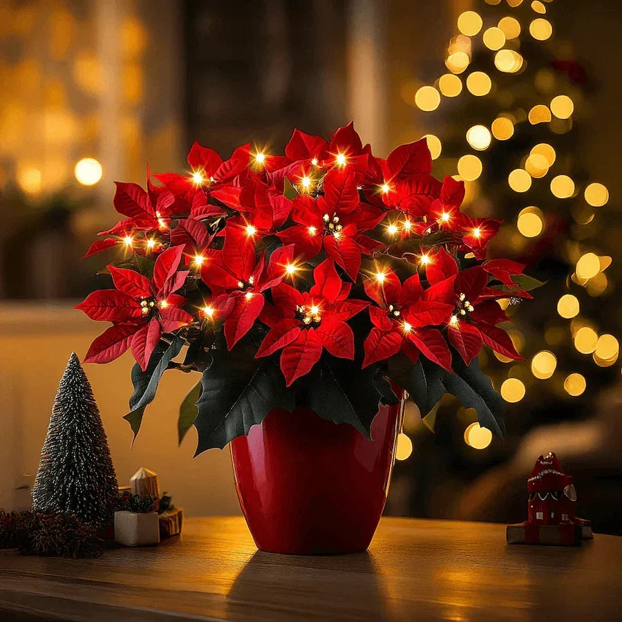 Weihnachtsstern Rubin Strahlend